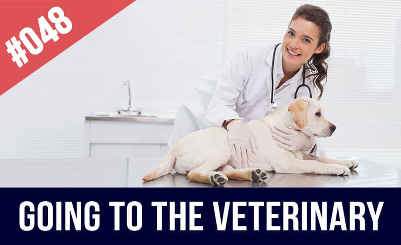 hablar sobre mascotas en inglés