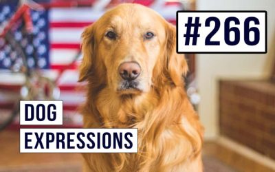 #266 Expresiones de perros en inglés