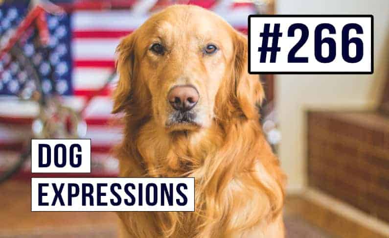 Expresiones de perros en inglés