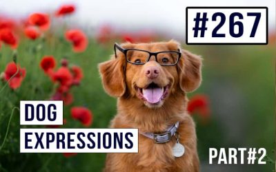 #267 Modismos para perros en inglés parte2