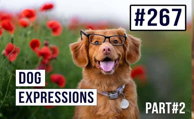 Modismos para perros en inglés